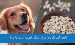 تخمه آفتابگردان برای سگ خوب است یا بد؟