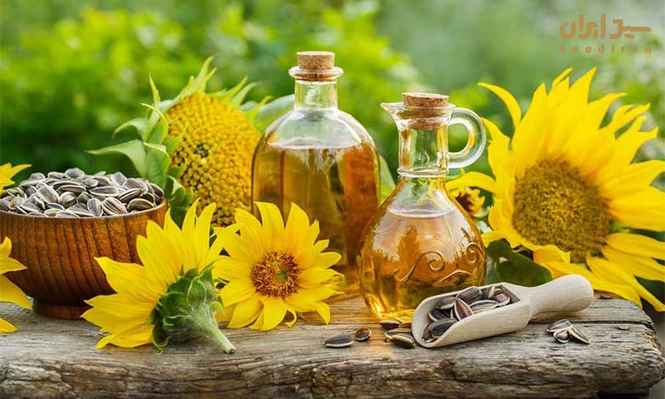 بهترین روغن آفتابگردان دارای چه ویژگی هایی است؟